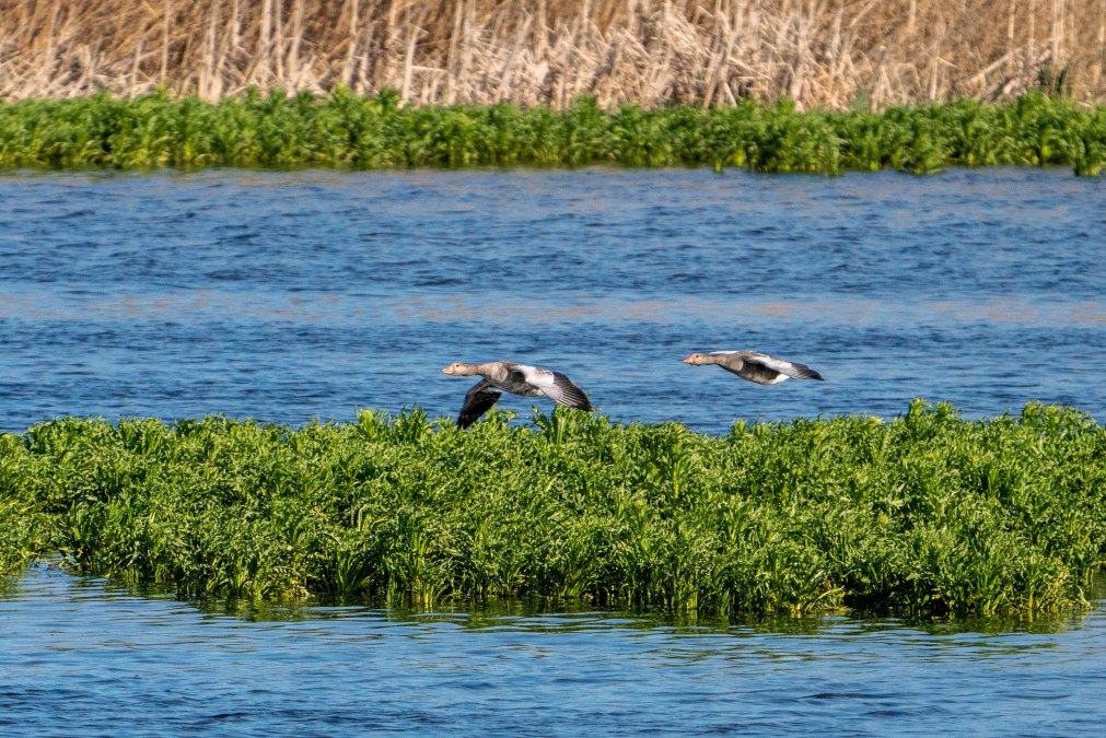 Waterfowl, © Tobias Kramer