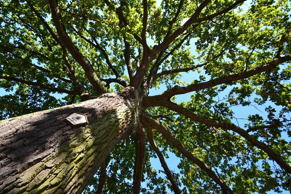 Billroth oak, © Tourismuszentrale Rügen