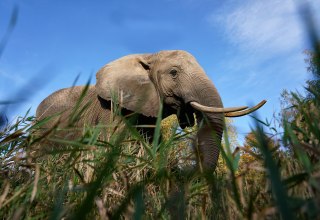Touch and feed elephants. // &copy; Elefantenhof Platschow