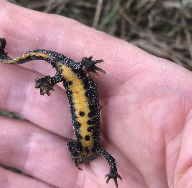 Crested Newt // © Elke Jander Crested Newt // © Elke Jander