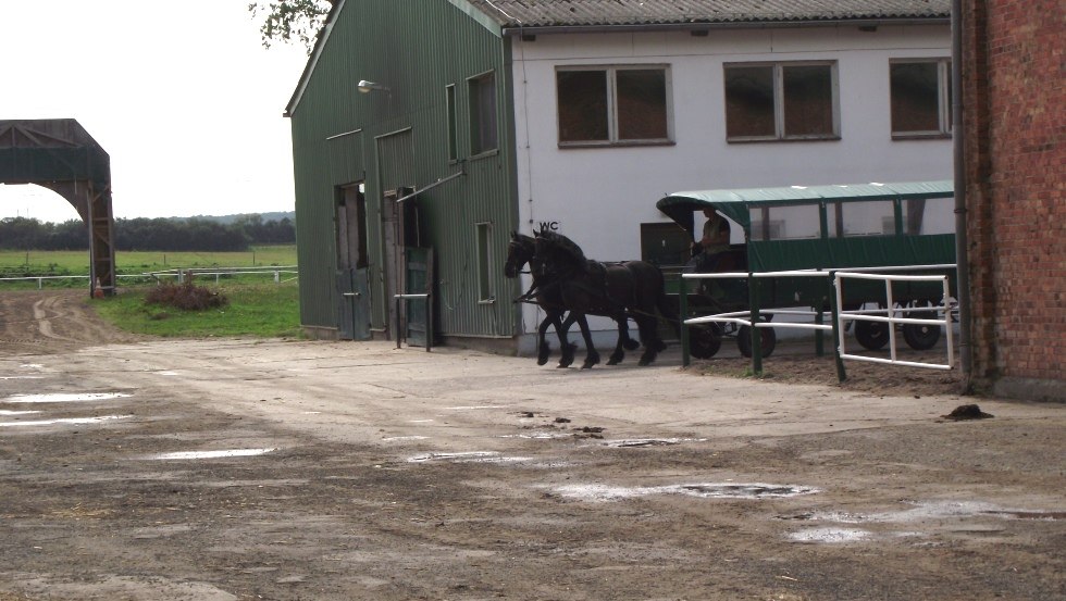 Impressies van de stallen op Stoeterij Ganschow // © Gestüt Ganschow Impressies van de stallen op Stoeterij Ganschow // © Gestüt Ganschow