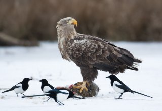 © Mario Müller