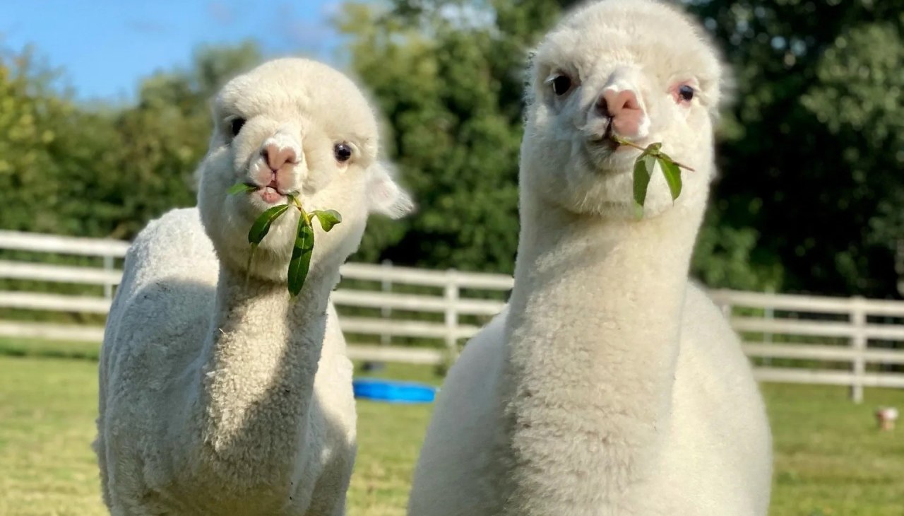 Trebel Valley Alpacas, © Anne Häusler
