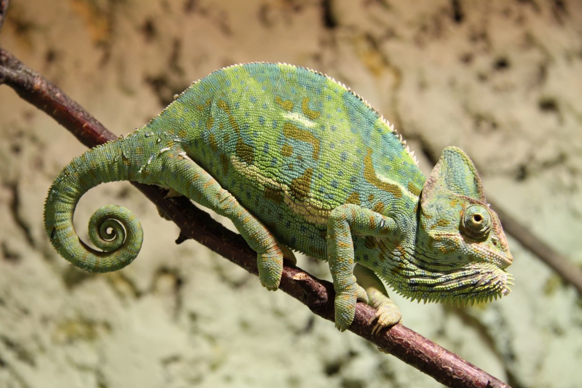 Tropikalne Zoo Bansin, &copy; Tropenzoo_Bansin_Marcel_Piper