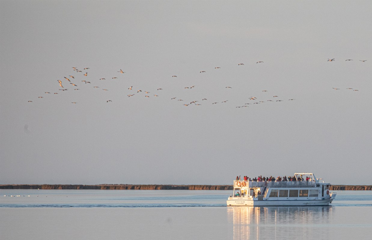 Watch the fascinating natural spectacle of the majestic cranes on a boat tour from Stralsund through the National Park of Vorpommersche Boddenlandschaft to the cranes' roosting site near "Pramort". // © Weiße Flotte GmbH Watch the fascinating natural spectacle of the majestic cranes on a boat tour from Stralsund through the National Park of Vorpommersche Boddenlandschaft to the cranes' roosting site near "Pramort". // © Weiße Flotte GmbH