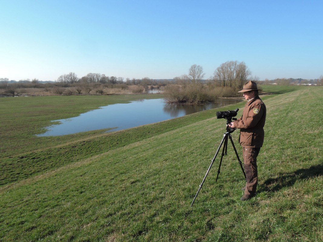 Rastvogelbeobachtung_Sude-Elbe z Ranger_I.Valentin, &copy; Biosph&auml;renreservatsamt