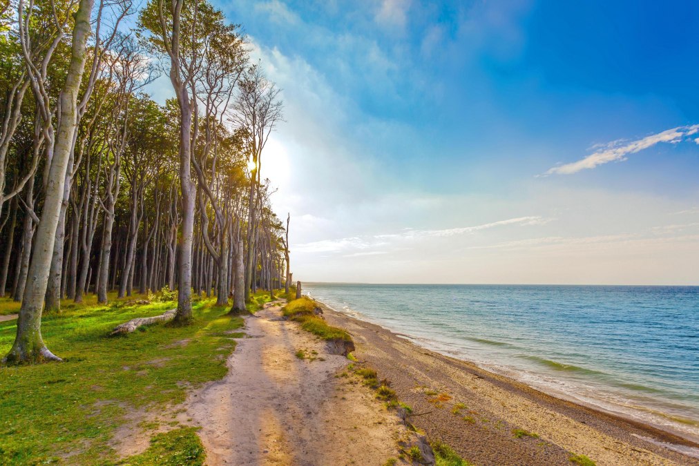 Ghost forest Baltic resort Nienhagen, © OBN