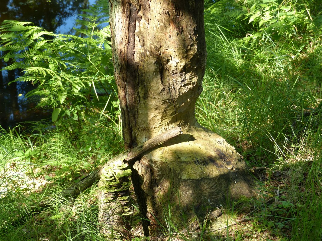 gnawed tree on the Radebach // &copy; Naturpark Sternberger Seenland