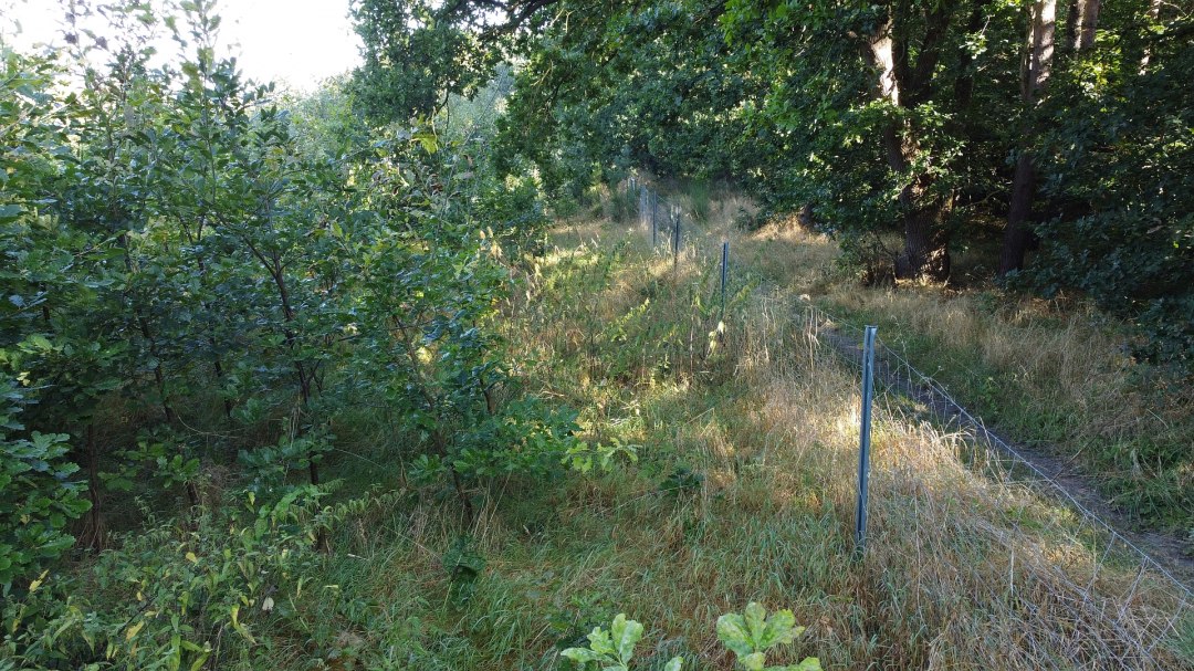 Klimatyczny las Bad Kleinen, © Landesforst MV