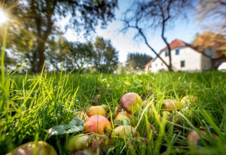 Streuobstwiese im Herrenhaus // &copy; Florian Foest