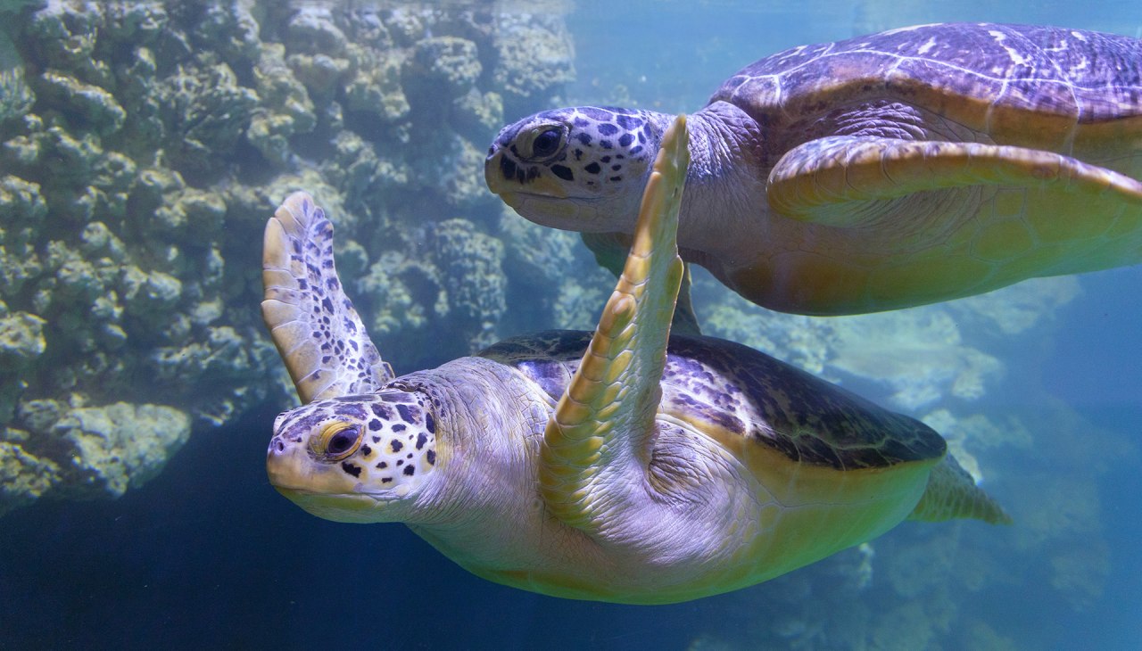 The sea turtles Frieda and K&auml;the swim in the 350,000 liter Maldives tank., &copy; Anke Neumeister/Deutsches Meeresmuseum