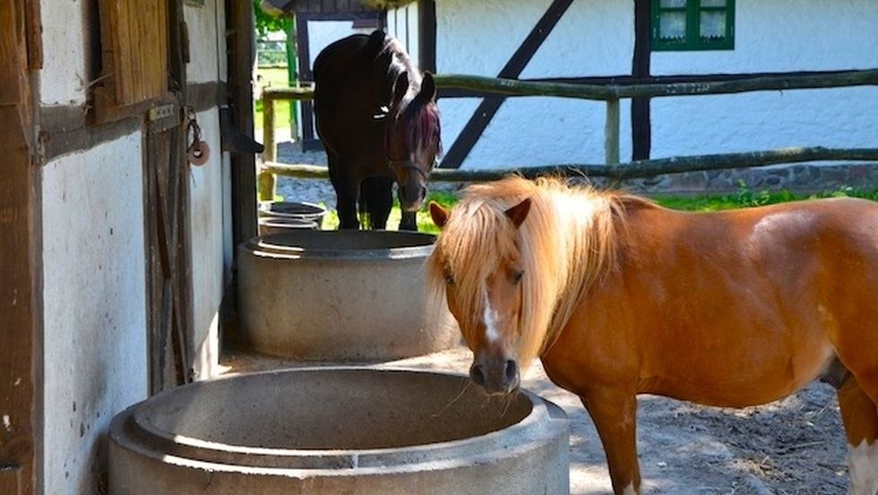 Pferdehof Schwalbennest: Onze pony's zijn een paradijs voor de kleintjes en drinken graag bij de waterbak., © Pferdehof Schwalbennest/ Kottke Pferdehof Schwalbennest: Onze pony's zijn een paradijs voor de kleintjes en drinken graag bij de waterbak., © Pferdehof Schwalbennest/ Kottke