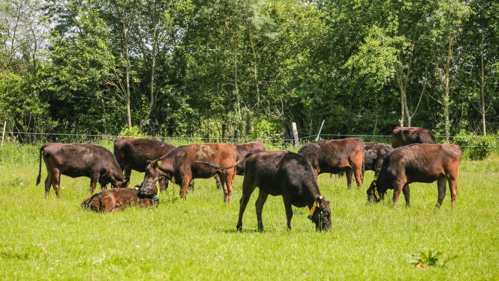 Bydło Wagyu, © André Hamann