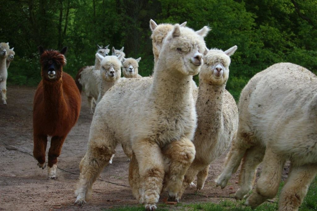 Alpakawanderung3, © Jennifer Dietel