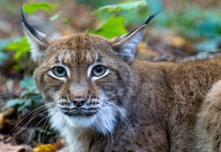 © Zoo Rostock/Drübbisch