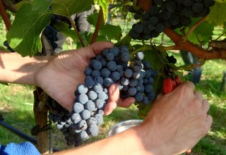 Die Traubenlese erfolgt per Hand // © wein-mv.de Die Traubenlese erfolgt per Hand // © wein-mv.de