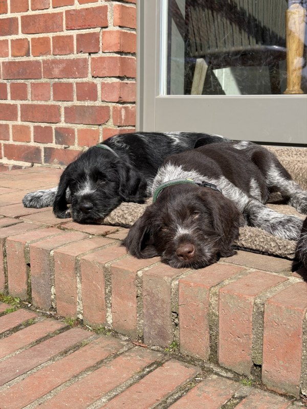 German Wirehaired Puppies // &copy; Heike Rudolph