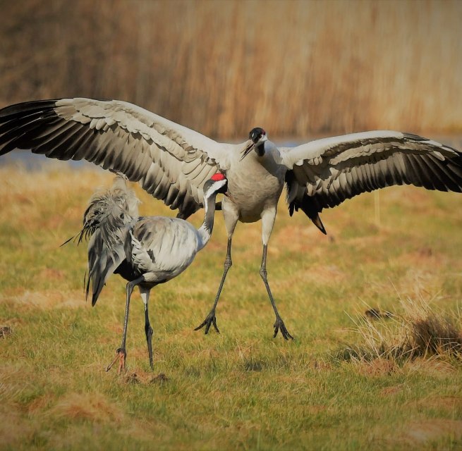 Picture of 2 cranes // © Jörg Dollmanski Picture of 2 cranes // © Jörg Dollmanski