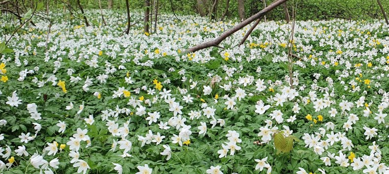 &copy; Kurverwaltung Goehren