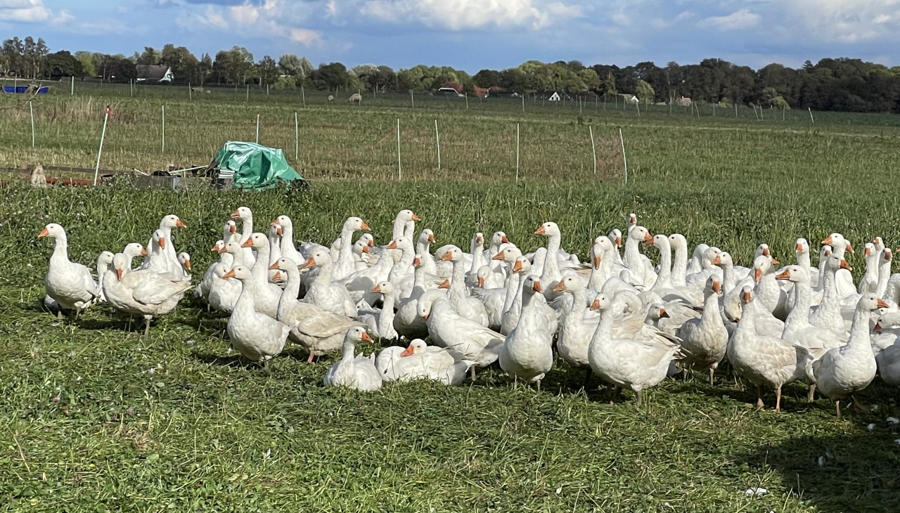 IMG_9484, © TZ Südliche Boddenküste