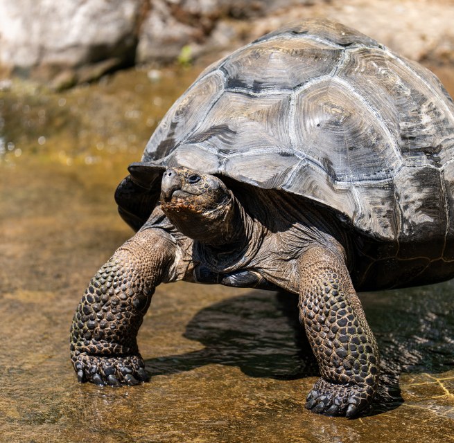 &copy; Zoo Rostock/ Dr&uuml;bbisch