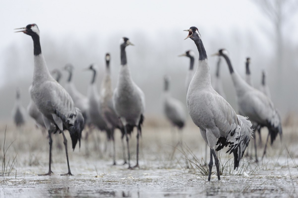 Cranes, &copy; Dieter Damschen