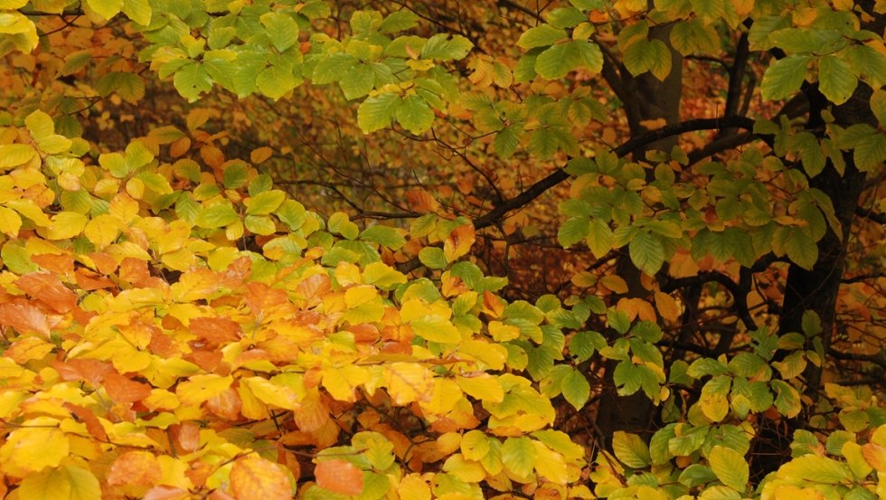Gold leaf in the Unesco World Heritage Site, © Slawendorf Neustrelitz