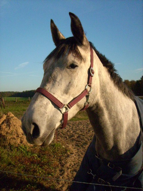 Welcome to the Malchower Reiterhof!, © Malchower Reiterhof Welcome to the Malchower Reiterhof!, © Malchower Reiterhof