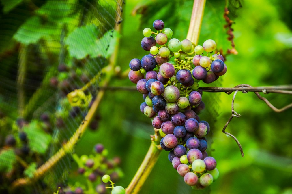 Winiarnia Rattey Castle, © Weingut Schloss Rattey | Inselmühle Usedom GmbH Winiarnia Rattey Castle, © Weingut Schloss Rattey | Inselmühle Usedom GmbH