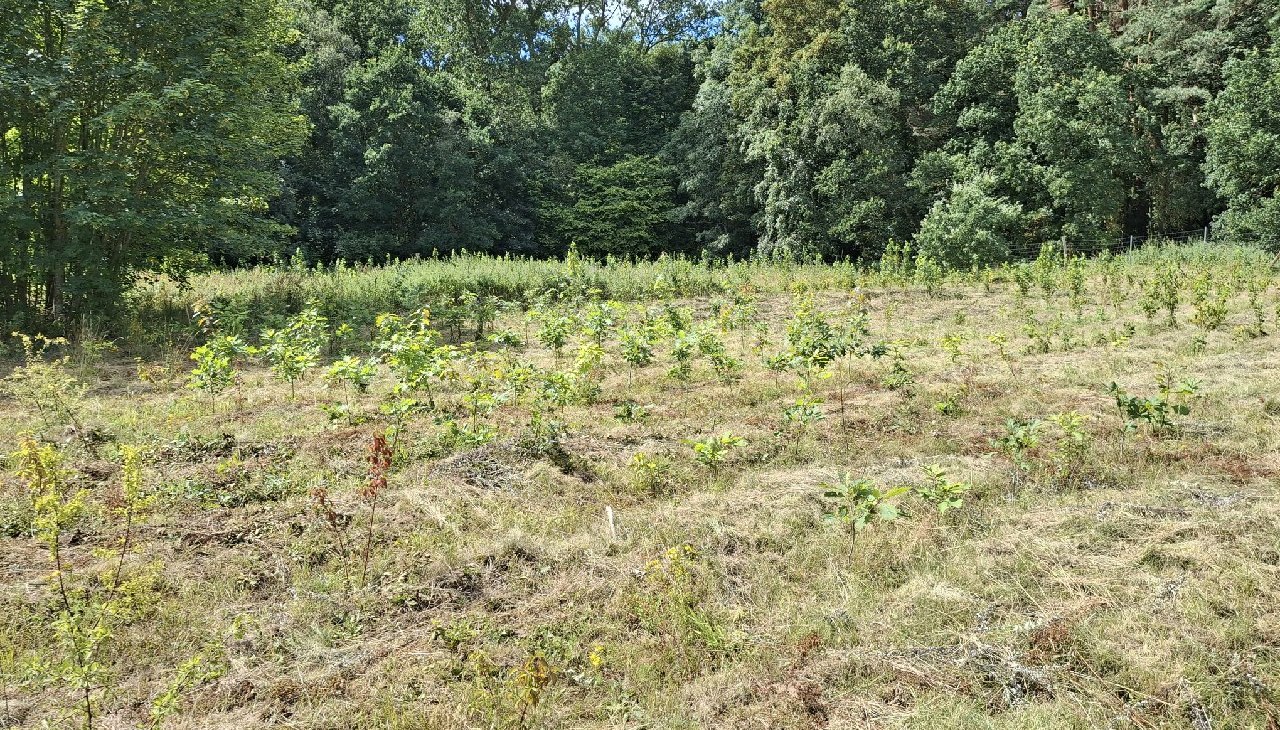 Waldaktie Haidhof 038, © Landesforst MV