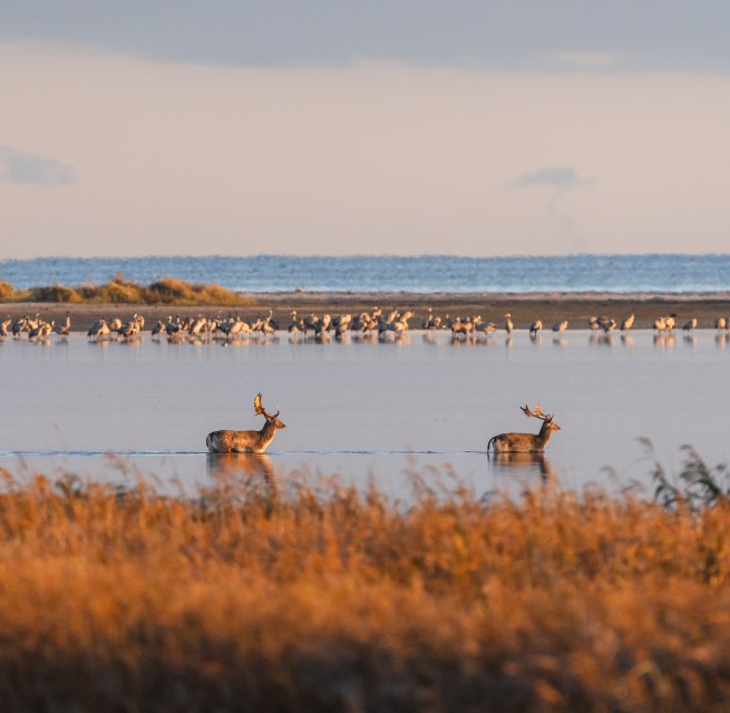 Twee herten steken een ondiep watergebied over terwijl kraanvogels op de achtergrond uitrusten.