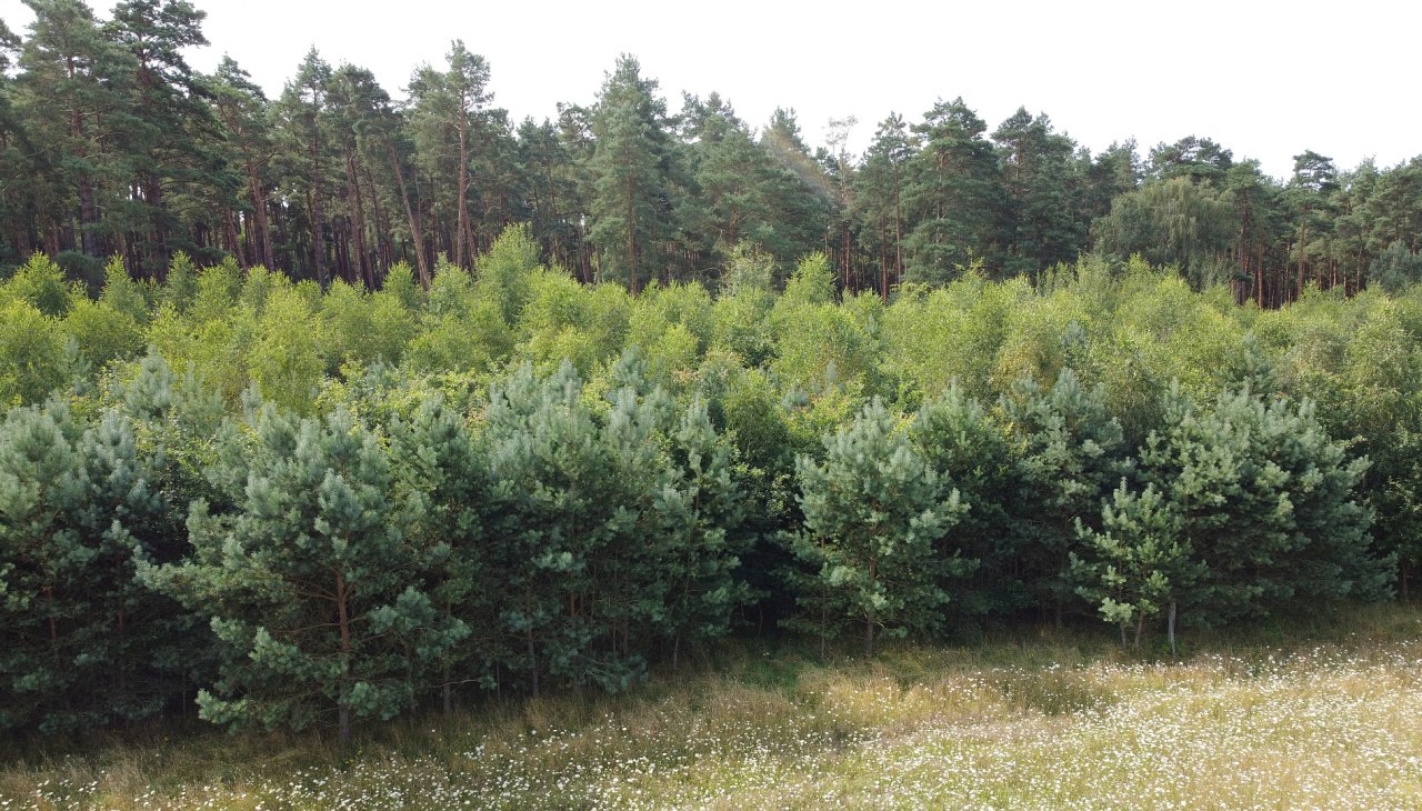 Klimatyczny las Neustrelitz, &copy; Landesforst MV