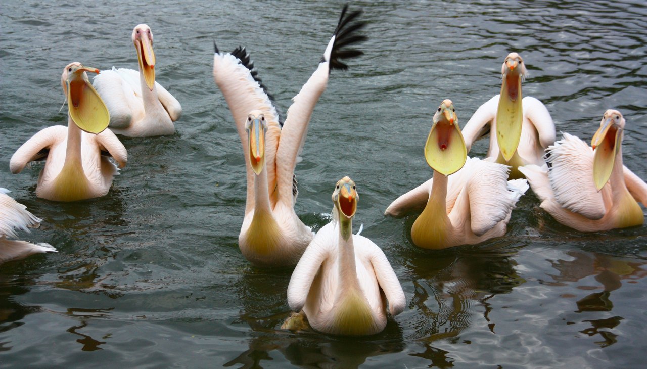 Hongerige pelikanen, © Vogelpark Marlow