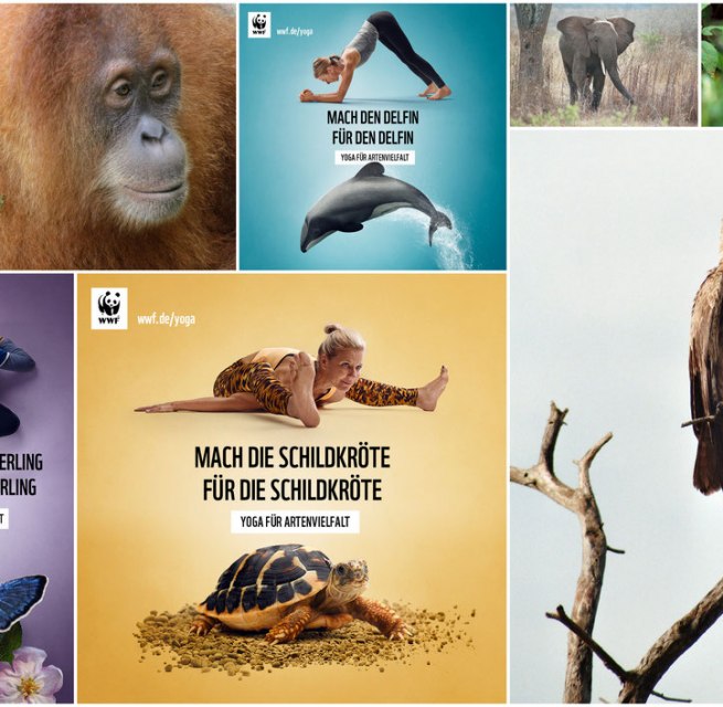 © WWF & Simone Utler © WWF & Simone Utler