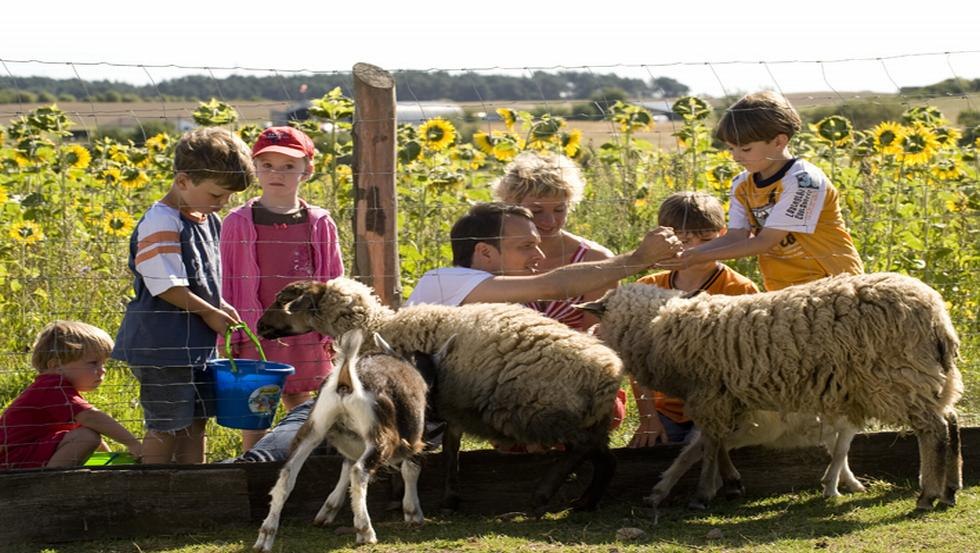 Small livestock animal enclosure, © Vision Foto