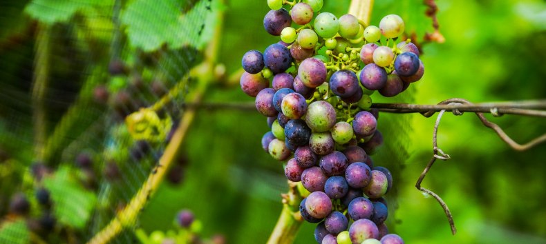 Winiarnia Rattey Castle // &copy; Weingut Schloss Rattey | Inselm&uuml;hle Usedom GmbH