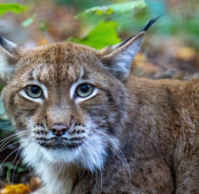 © Zoo Rostock/Drübbisch
