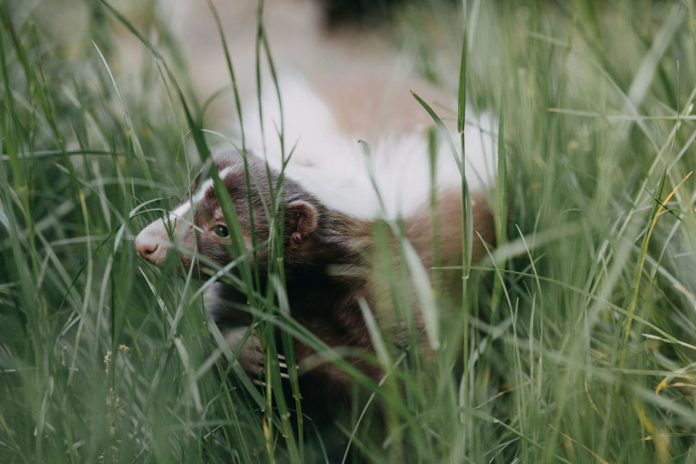 TheresaLangeFotografie_TIERGARTEN_NEUSTRELITZ_012, © Theresa Lange TheresaLangeFotografie_TIERGARTEN_NEUSTRELITZ_012, © Theresa Lange