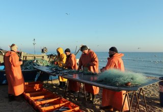 Śledź zostaje wyciągnięty z sieci, © MYFISH-ostsee, © Freddie Bijkerk