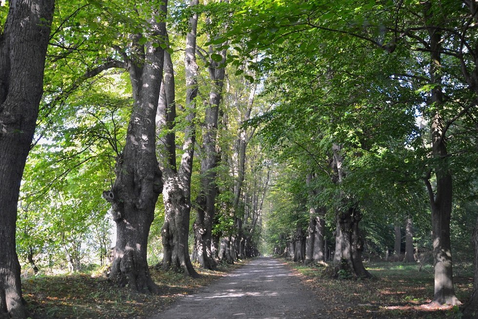 Aleja drzew w ogrodach uzdrowiskowych Juliusruh, © Tourismuszentrale Rügen