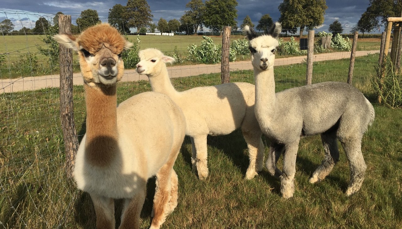 "Vleiers van de ziel" - Fleesensee alpaca's, © Fleesensee Alpakas