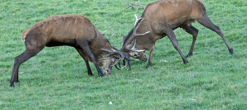 Fighting Stags // &copy; Dietmar Schriever