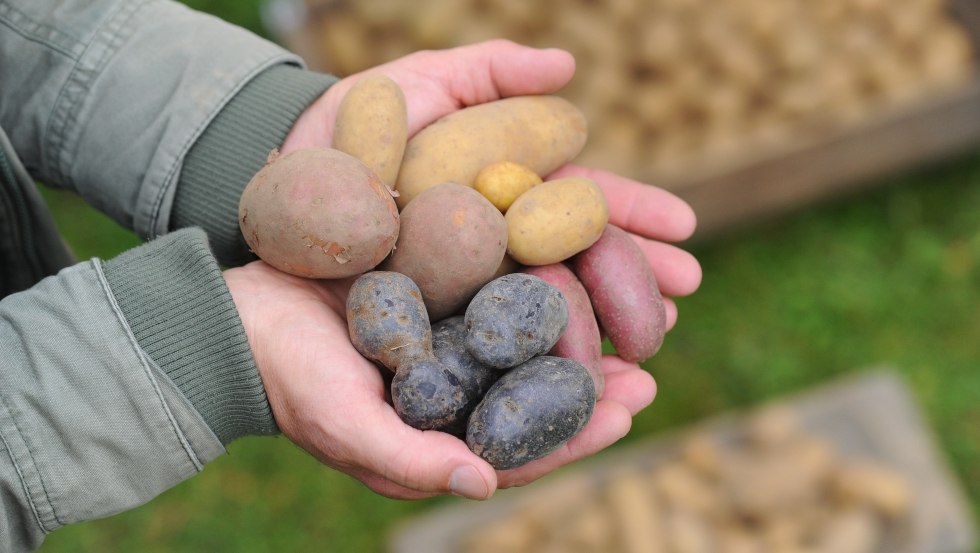 De boer verbouwt verschillende soorten aardappelen., © TMV/Foto@Andreas-Duerst.de