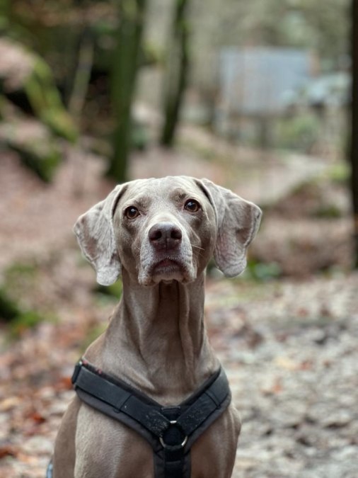 Geocaching mit Hund - Spürnase auf Tour, © Erlebnis Akademie AG/NEZR Geocaching mit Hund - Spürnase auf Tour, © Erlebnis Akademie AG/NEZR