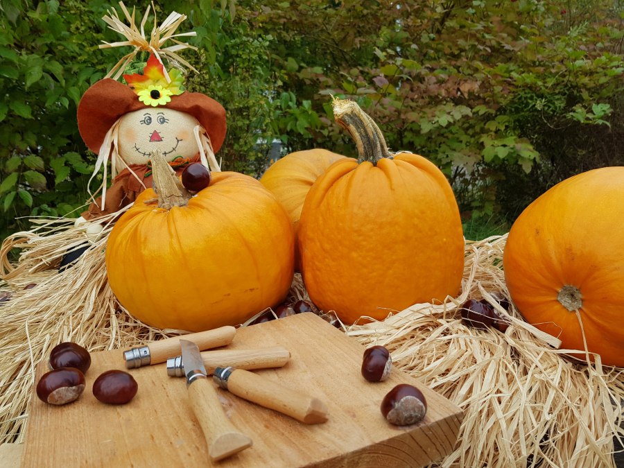 NatuurWorkshop: Pompoen snijden, © Erlebnis Akademie AG/NEZR