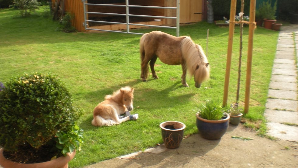 Geniet van het uitzicht vanuit je appartement direct op de paarden, &copy; Haflingerhof Tack/ Volker Tack