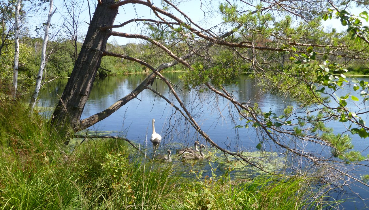 Moorsee, © Stadt Ribnitz Damgarten