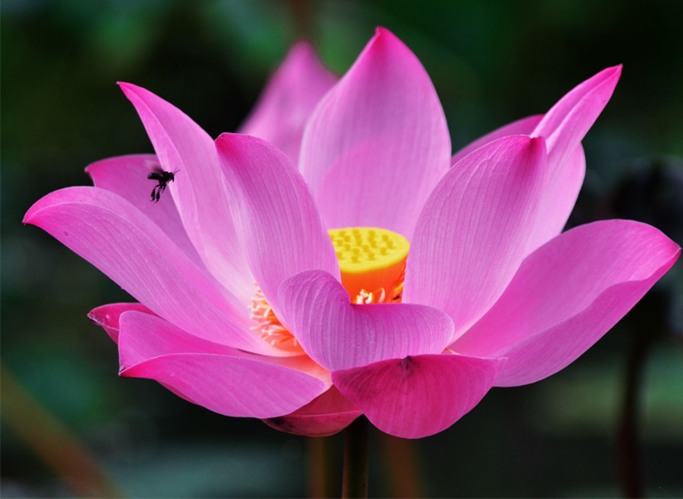 © Bild Lotus Herz_Qigong.png © Bild Lotus Herz_Qigong.png