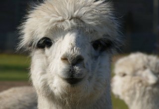 © Fleesensee Alpakas © Fleesensee Alpakas