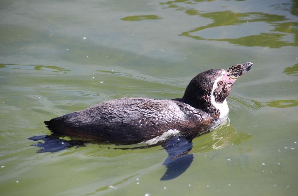 Pinguïn, © Tiererlebnispark Müritz